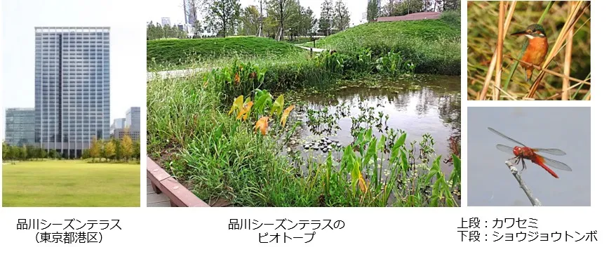 品川シーズンテラスを含む品川港南エリアにおいて、エコロジカルネットワークの形成を確認