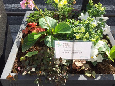 水やり不要な植物へ植え替えした植え替え後の写真